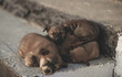 Many puppies Sleeping happily