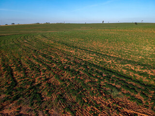 Wall Mural - Aerial view from drone of little peanut plant in field in Brazil