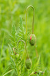 Bud of the common poppy (Papaver rhoeas).