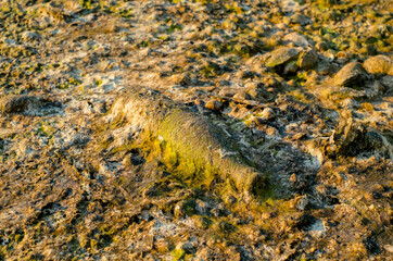 A bottle covered with algae polluting the beach