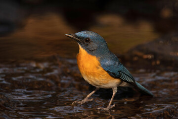 Wall Mural - tickell's blue flycatcher, cyornis tickelliae, about to take a bath, pune, india