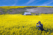 Girl taking photos in the beautiful canola field with blue sky in the background at Palouse, Washington