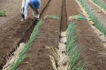 Poster - Green onion (White leek)seedlings planting / Agricultural work scene.