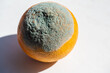 Moldy orange fruit. Rotten grapefruit. Bad conditions of preservation. Close up, Spoiled food. Fungus illness.