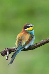 european bee-eater sitting on a stick merops apiaster perching on a branch