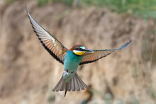 Colorful Bee Eater In Flight Merops Apiaster Flying