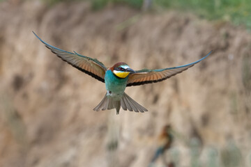 european bee eater flying merops apiaster.