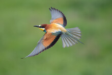 European Bee-eater In Flight With A Green Background Merops Apiaster Flying