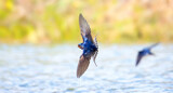 Barn swallow Hirundo rustica flies over the water and catches insects.