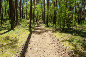 Fototapeta las czeski świeży lato