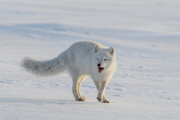 happy arctic fox in winter tundra. funny arctic fox.