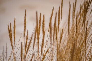 Naklejka na meble dry bents on the sea shore in late winter
