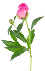 Beautiful pink peony isolated on a white background. Closed buds of peony.