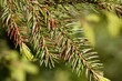 Brown and green needles of a sick fir tree