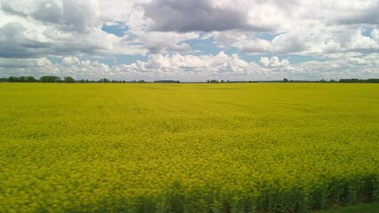 Canvas Print - Camera panning parallel to the blooming canola field