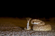 Western Diamondback Rattlesnake At Night With Motion Blur Showing The Movement Of Its Rattles