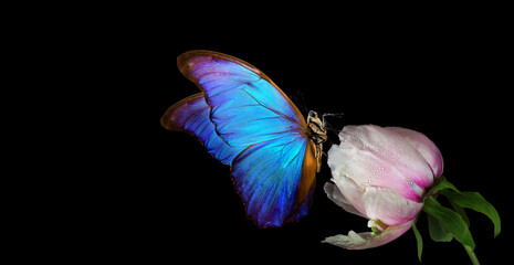 Aufkleber - Beautiful blue morpho butterfly on a flower on a black background. copy spaces. pink peony bud and butterfly