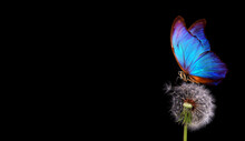 Bright Blue Morpho Butterfly On Dandelion Seeds Isolated On Black. Close Up. Blue Butterfly On White Fluffy Dandelion. Copy Space
