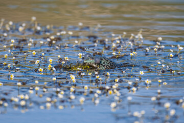 Wall Mural - European Marsh Frog Pelophylax ridibundus. In the wild