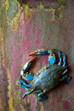 Blue Crab On Metal Surface 