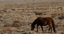 wild horses grazing free roaming on nevada mojave desert