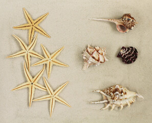 Wall Mural - Sea shells and Starfishes on the sand. Top down view. Closeup