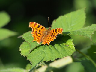 Comma