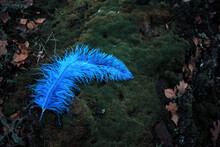 Blue Ostrich Feather Lying Outdoors On Moss