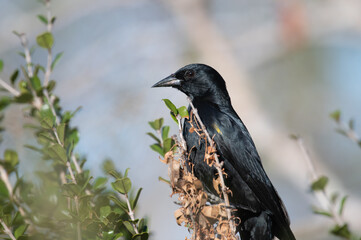 Wall Mural - Yellow-shouldered Blackbird, endemic puerto rico bird