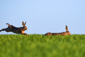 Wall Mural - Two Hare running on meadow (Lepus europaeus)	