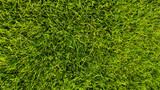 Fototapeta  - Fresh green grass field. Close-up top view. Texture, background.