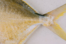 Closeup Of Fish 