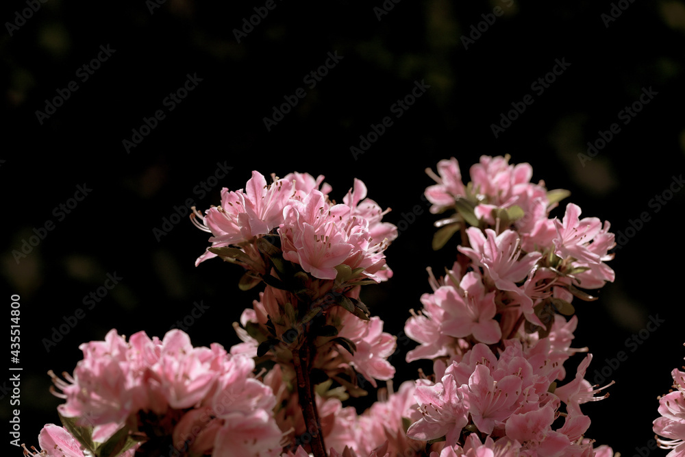 Azalia różowa na ciemnym tle. Piękne wiosenne kwiaty - obrazy, fototapety, plakaty 