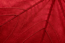Red Leaf Background