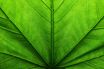 Wall Mural - green leaf texture
