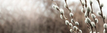 Beautiful Pussy Willow Branches Outdoors, Closeup View With Space For Text. Banner Design