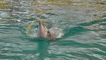 Show With A Dolphin Playing With A Ring In The Water Park