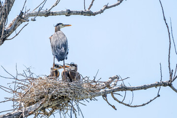 Great Blue Heron on nest with young chicks 