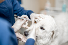 Veterinarians inspecting the eyes of a dog in vet clinic. Pet care and treatment. Visit a doctor fro check up.