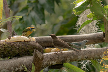 Birds Of Colombia - Valle Del Cauca
