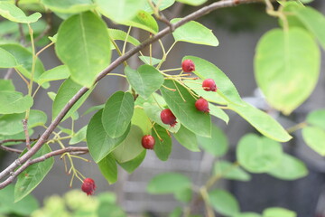 Poster - Juneberry (Amelanchier canadensis). Rosaceae deciduous fruit tree.
