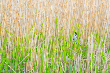 Wall Mural - Common reed bunting