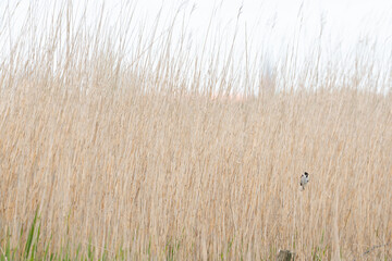 Wall Mural - Common reed bunting