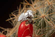 Mexican Nymph Membracis In Cactus Fruit.
Selective Focus.