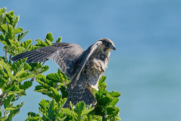 Wall Mural - Peregrine falcon (Falco peregrinus) Juvenile