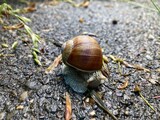 Fototapeta Na sufit - Close up view of a Helix Pomatia snail in Switzerland