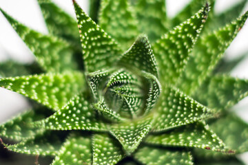 Cactus ,thorn leaf.cactus plant for decoration.Top view,closeup.