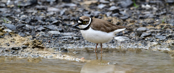 Wall Mural - Little Ringed Plover // Flußregenpfeifer (Charadrius dubius)