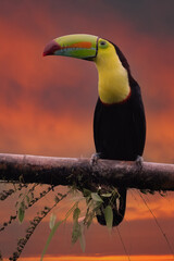 Wall Mural - Keel-billed Toucan - Ramphastos sulfuratus, large colorful toucan from Costa Rica forest with very colored beak.