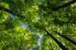 Looking up to beech forest treetop. Spring green foliage agians blue sky. Czech landscape